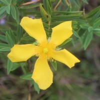 <i>Hypericum mysurense</i>  Wall. ex Wight & Arn.